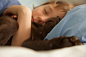 Boy sleeping in bed with a chocolate labrador puppy
