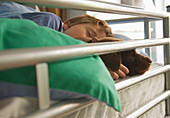 Junge schläft mit Labrador-Welpe