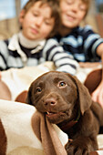 Labrador puppy chewing a blanket with two boys looking on