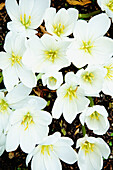 Nahaufnahme von weißen Lilien