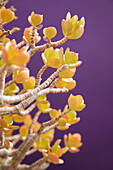 Succulent Plant, Close-up view