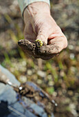 Gardener's Hand Holding Caterpillar