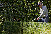 Gardener Cutting Boxwood Hedge with Electric Trimmer