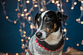 Hund mit Weihnachtspulli
