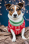 Dog Wearing Christmas Jumper