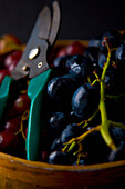 Gartenschere mit schwarzen und roten Weintrauben