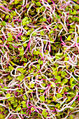 Close up of Sango Radish Sprouts