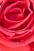 Rain Drops on Red Rose Petals