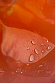 Regentropfen auf orangefarbenen Rosenblättern