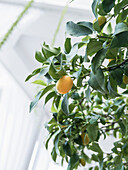 Close up of Kumquat Plant