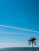 Palm Tree, Ocean and Blue Sky