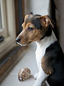 Jack Russell terrier puppy standing up by a window
