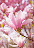 Close up of a magnolia tree with pink flowers