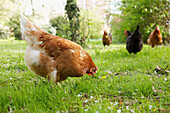 Hühner, die im grünen Gras herumlaufen