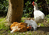 Hühner genießen ein Staubbad