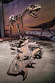 Dinosaur exhibits, Royal Tyrrell Museum, Drumheller, Alberta, Canada, North America