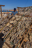 Local fisherman sun drying fish in the fishing village of Nazare, Oeste, Portugal, Europe