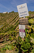 Weinberge und Weingüter für Portwein im Douro-Tal in Pinhao, Porto, Portugal, Europa