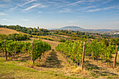 View of vineyard near Torraccia and San Marino in background, San Marino, Italy, Europe