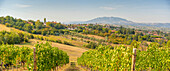 View of vineyard near Torraccia and San Marino in background, San Marino, Italy, Europe