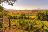 View of vineyard and countryside near Monterchi, Province of Arezzo, Tuscany, Italy, Europe