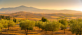 Blick auf eine goldene toskanische Landschaft bei Pienza, Pienza, Provinz Siena, Toskana, Italien, Europa