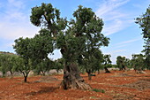 Alter Olivenbaum in der Region Apulien, Italien, Europa