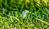 Antiguan Anole lizard (Anolis Leachii) in Bermuda, Atlantic, North America