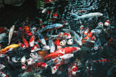 Colorful Koi fishes in the water of Senso ji Temple's garden, Tokyo, Honshu, Japan, Asia