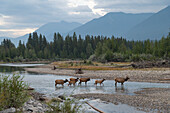 Elch überquert den Bow River, Kanadische Rockies, Alberta, Kanada, Nordamerika