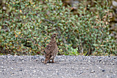 Spruce Grouse (Canachites canadensis) in dense Canadian wilderness, Canadian Rocky Mountains, Alberta, Canada, North America