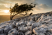 Limestone pavement and wind-bent Hawthorn tree, Twisleton Scar, evening sunlight in summer, Yorkshire Dales National Park, Yorkshire, England, United Kingdom, Europe