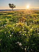 Blumen, Gras und einsamer Weißdornbaum im Abendsonnenlicht, Winskill Stones Nature Reserve, Stainforth, Yorkshire Dales National Park, Yorkshire, England, Vereinigtes Königreich, Europa
