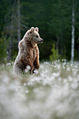 Eurasian brown bear (Ursus arctos arctos) standing in flowering cotton grass (Eriophorum angustifolium), Finland, Europe