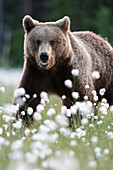 Eurasian brown bear (Ursus arctos arctos) in swamp filled with flowering cotton grass (Eriophorum angustifolium), Finland, Europe