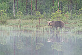 Eurasischer Braunbär (Ursus arctos arctos) am See im Morgennebel, Finnland, Europa