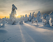 Gefrorene Bäume (Tykky) und Schneehasenspuren auf dem Kuntivaara-Fjell, Finnland, Europa