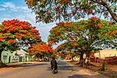Beautiful blooming trees in Luena, Moxico, Angola, Africa