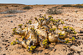 Welwitschia (Welwitschia mirabilis), Dombe Grande, Namibe, Angola, Africa