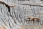Eroded landscape in the Dinosaur Provincial Park, UNESCO World Heritage Site, Alberta, Canada, North America