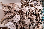Büffelschädel und -knochen im Museum der UNESCO-Stätte des Head Smashed in Buffalo Jump, Alberta, Kanada, Nordamerika