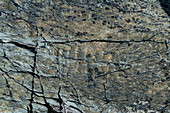 Precambrian fossils, Mistaken Point, UNESCO World Heritage Site, Avalon Peninsula, Newfoundland, Canada, North America