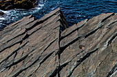 Precambrian fossils, Mistaken Point, UNESCO World Heritage Site, Avalon Peninsula, Newfoundland, Canada, North America