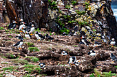 Close up of Puffins, Puffin bird viewing site in Elliston, Bonavista Peninsula, Newfoundland, Canada, North America