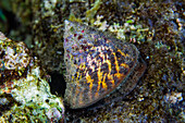 Eine ausgewachsene Handelsmuschel (Rocha nilotica), beim Nachtschnorcheln am Arborek-Riff, Raja Ampat, Indonesien, Südostasien, Asien