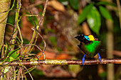 A male Wilson's bird-of-paradise (Cicinnurus respublica), in courtship display on Waigeo Island, Raja Ampat, Indonesia, Southeast Asia, Asia