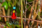 Ein männlicher Wilson-Paradiesvogel (Cicinnurus respublica) bei der Balz auf der Insel Waigeo, Raja Ampat, Indonesien, Südostasien, Asien