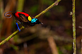 A male Wilson's bird-of-paradise (Cicinnurus respublica), in courtship display on Waigeo Island, Raja Ampat, Indonesia, Southeast Asia, Asia