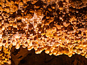 Popcorn in der Haupthöhle im Carlsbad Caverns National Park, UNESCO-Welterbestätte, in den Guadalupe Mountains, New Mexico, Vereinigte Staaten von Amerika, Nordamerika