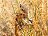 An adult golden-mantled ground squirrel (Callospermophilus lateralis), in Bryce Canyon National Park, Utah, United States of America, North America